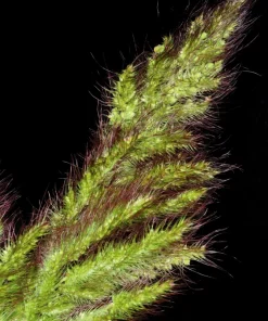 100 Walter's Barnyard Grass Seeds - Wetland Ornamental Echinochloa Walteri - Image 3