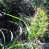 100 Walter's Barnyard Grass Seeds - Wetland Ornamental Echinochloa Walteri - Image 1