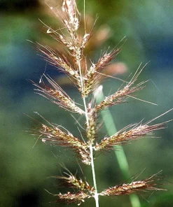 100 Walter's Barnyard Grass Seeds - Wetland Ornamental Echinochloa Walteri - Image 4