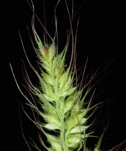 100 Walter's Barnyard Grass Seeds - Wetland Ornamental Echinochloa Walteri - Image 5