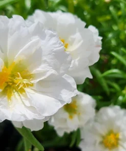 100 White Portulaca Grandiflora Seeds - Moss Rose Flower Seeds - Image 2