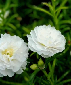 100 White Portulaca Grandiflora Seeds - Moss Rose Flower Seeds - Image 3