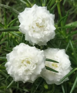 100 White Portulaca Grandiflora Seeds - Moss Rose Flower Seeds - Image 4