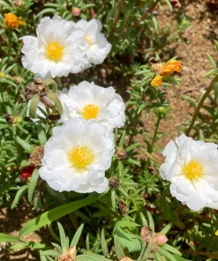 100 White Portulaca Grandiflora Seeds - Moss Rose Flower Seeds - Image 5