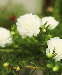 100 White Portulaca Grandiflora Seeds - Moss Rose Flower Seeds - Image 6
