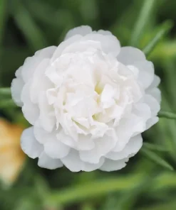 100 White Portulaca Grandiflora Seeds - Moss Rose Flower Seeds - Image 7