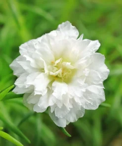 100 White Portulaca Grandiflora Seeds - Moss Rose Flower Seeds - Image 8