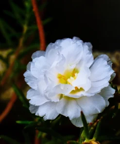100 White Portulaca Grandiflora Seeds - Moss Rose Flower Seeds - Image 9