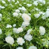 100 White Portulaca Grandiflora Seeds - Moss Rose Flower Seeds - Image 1