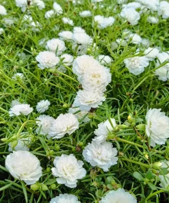 100 White Portulaca Grandiflora Seeds - Moss Rose Flower Seeds - Image 1