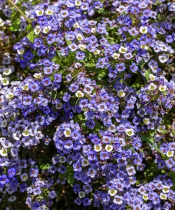 100 Wonderland Blue Alyssum Seeds - Lobularia Maritima Flower Seeds - Image 2