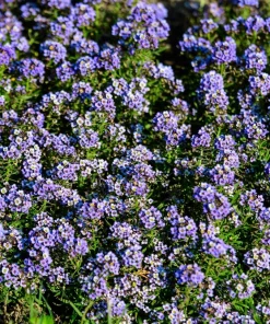 100 Wonderland Blue Alyssum Seeds - Lobularia Maritima Flower Seeds - Image 3