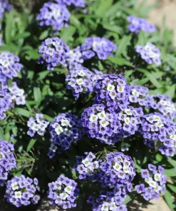 100 Wonderland Blue Alyssum Seeds - Lobularia Maritima Flower Seeds - Image 4