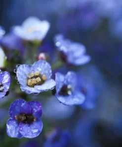 100 Wonderland Blue Alyssum Seeds - Lobularia Maritima Flower Seeds - Image 5