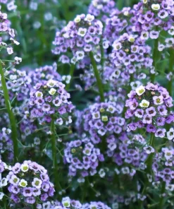 100 Wonderland Blue Alyssum Seeds - Lobularia Maritima Flower Seeds - Image 6
