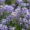 100 Wonderland Blue Alyssum Seeds - Lobularia Maritima Flower Seeds - Image 1