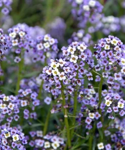 100 Wonderland Blue Alyssum Seeds - Lobularia Maritima Flower Seeds - Image 1