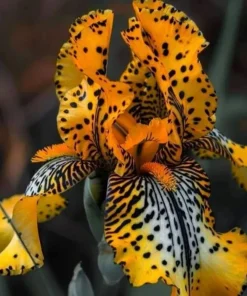 100 Yellow Amber Iris Seeds - Flowering Plant Seeds for Garden - Image 1