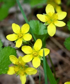100 Yellow Avens Geum Aleppicum Moist Wetland Flower Seeds - Outdoor - Image 10