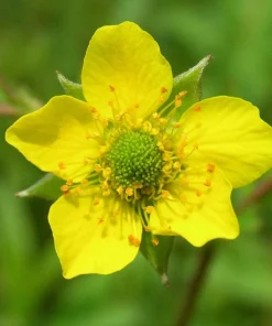 100 Yellow Avens Geum Aleppicum Moist Wetland Flower Seeds - Outdoor - Image 2
