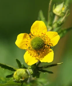 100 Yellow Avens Geum Aleppicum Moist Wetland Flower Seeds - Outdoor - Image 3
