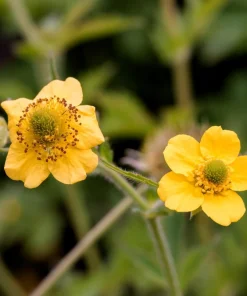 100 Yellow Avens Geum Aleppicum Moist Wetland Flower Seeds - Outdoor - Image 4