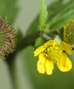 100 Yellow Avens Geum Aleppicum Moist Wetland Flower Seeds - Outdoor - Image 5