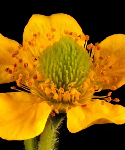 100 Yellow Avens Geum Aleppicum Moist Wetland Flower Seeds - Outdoor - Image 6