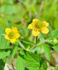 100 Yellow Avens Geum Aleppicum Moist Wetland Flower Seeds - Outdoor - Image 7