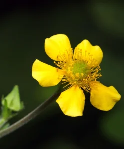 100 Yellow Avens Geum Aleppicum Moist Wetland Flower Seeds - Outdoor - Image 8