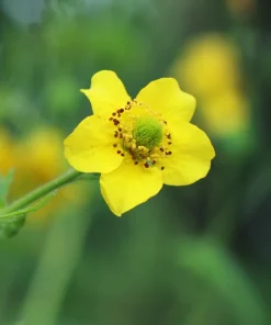100 Yellow Avens Geum Aleppicum Moist Wetland Flower Seeds - Outdoor - Image 9