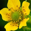 100 Yellow Avens Geum Aleppicum Moist Wetland Flower Seeds - Outdoor - Image 1