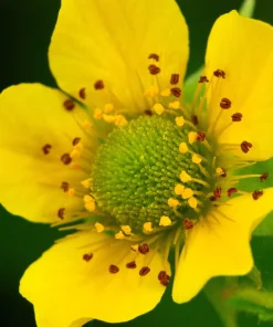 100 Yellow Avens Geum Aleppicum Moist Wetland Flower Seeds - Outdoor - Image 1