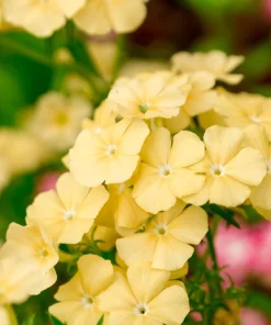 100 Yellow Beauty Phlox Drummondii Nana Compacta Dwarf Flower Seeds - Image 2