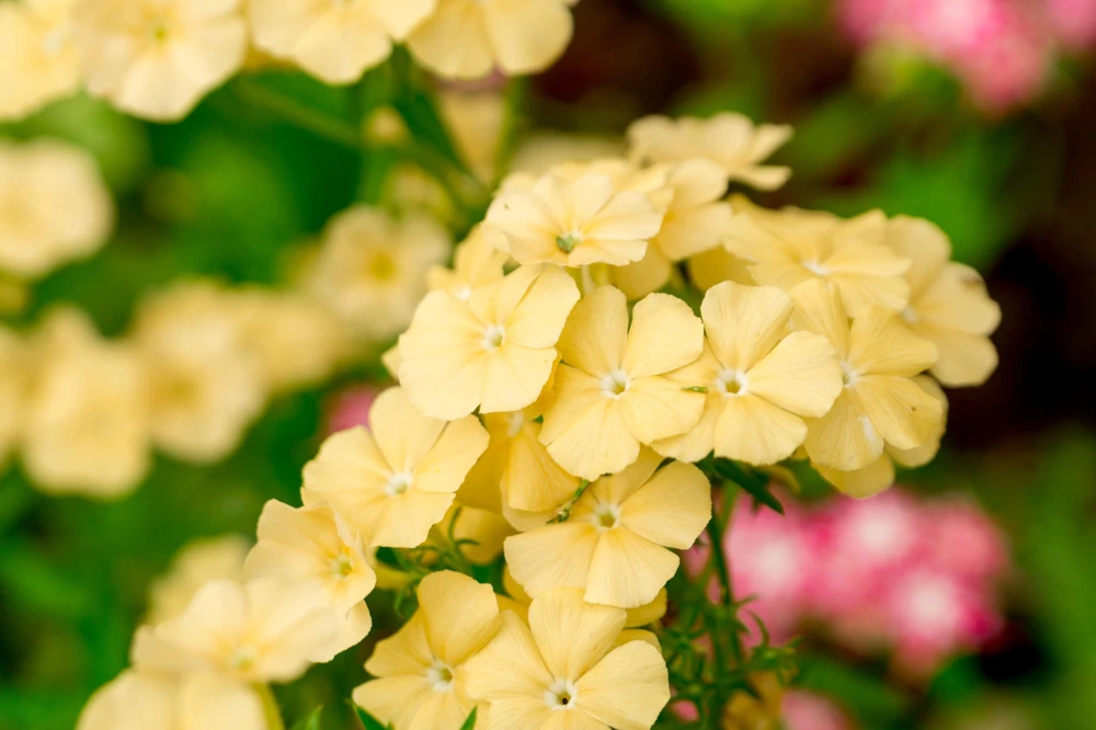 100 Yellow Beauty Phlox Drummondii Nana Compacta Dwarf Flower Seeds - Image 2