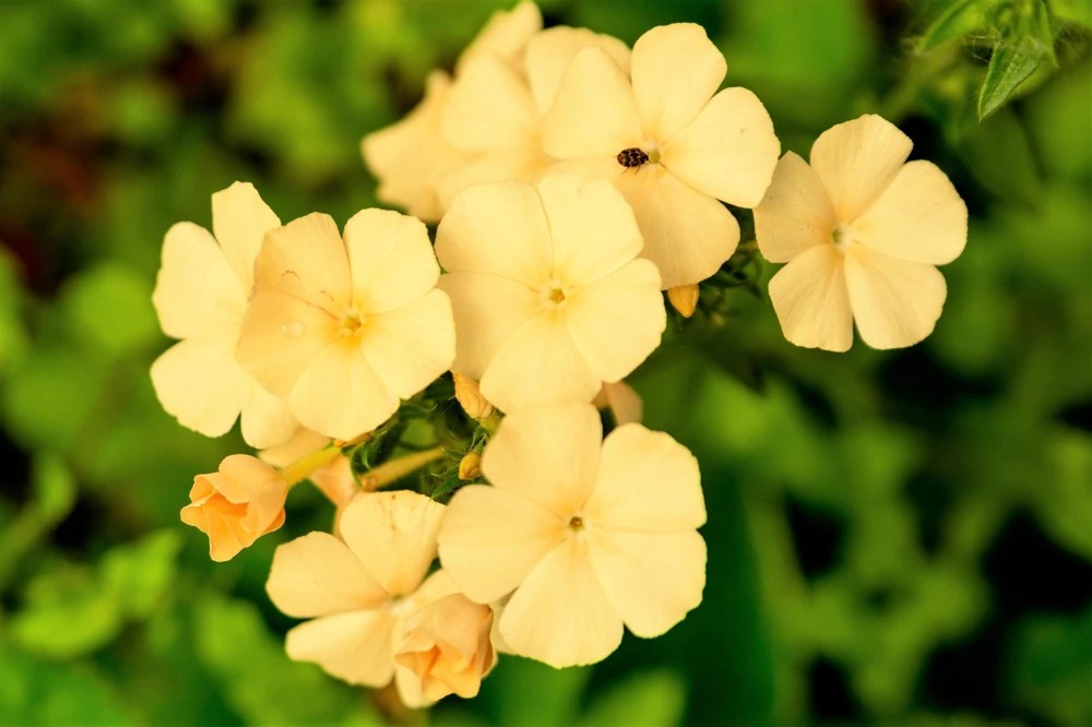 100 Yellow Beauty Phlox Drummondii Nana Compacta Dwarf Flower Seeds - Image 3