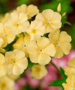 100 Yellow Beauty Phlox Drummondii Nana Compacta Dwarf Flower Seeds - Image 1