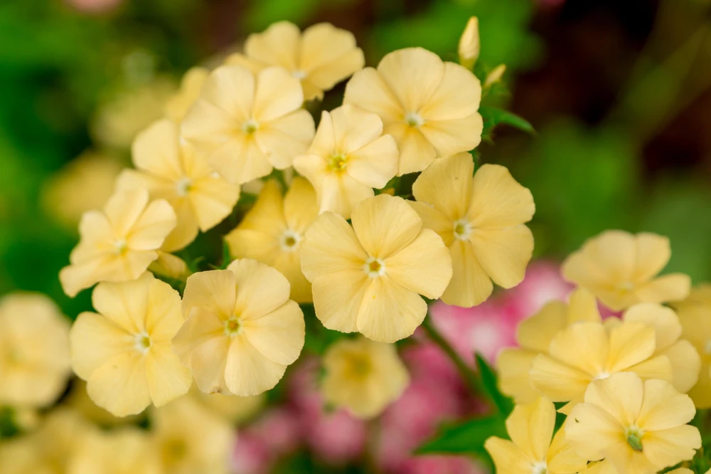 100 Yellow Beauty Phlox Drummondii Nana Compacta Dwarf Flower Seeds - Image 1