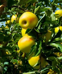 100 Yellow Delicious Apple Tree Seeds - Edible Fruit, Outdoor Planting - Image 1