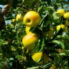 100 Yellow Delicious Apple Tree Seeds - Edible Fruit, Outdoor - Image 1