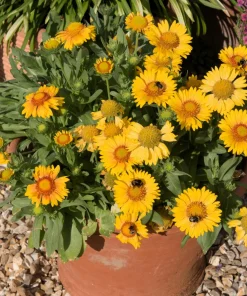 100 Yellow Gaillardia Flower Seeds - Blanket Flower for Sun Gardens - Image 11