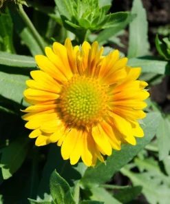 100 Yellow Gaillardia Flower Seeds - Blanket Flower for Sun Gardens - Image 6