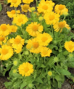 100 Yellow Gaillardia Flower Seeds - Blanket Flower for Sun Gardens - Image 8