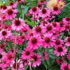 1000 Bright Star Coneflower Seeds - Echinacea Purpurea Lavender Pink Flower Seeds for Garden - Image 1