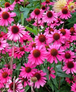1000 Bright Star Coneflower Seeds - Echinacea Purpurea Lavender Pink Flower Seeds for Garden - Image 1