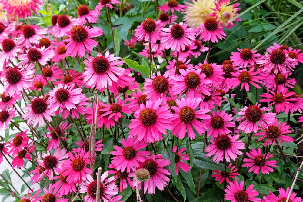 1000 Bright Star Coneflower Seeds - Echinacea Purpurea Lavender Pink Flower Seeds for Garden - Image 1
