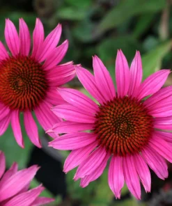 1000 Bright Star Coneflower Seeds - Echinacea Purpurea Lavender Pink Flower Seeds for Garden - Image 2