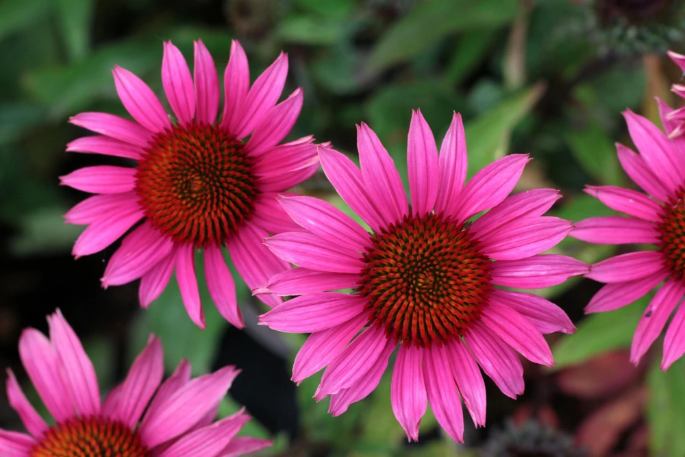 1000 Bright Star Coneflower Seeds - Echinacea Purpurea Lavender Pink Flower Seeds for Garden - Image 2