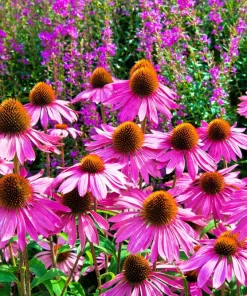1000 Bright Star Coneflower Seeds - Echinacea Purpurea Lavender Pink Flower Seeds for Garden - Image 3