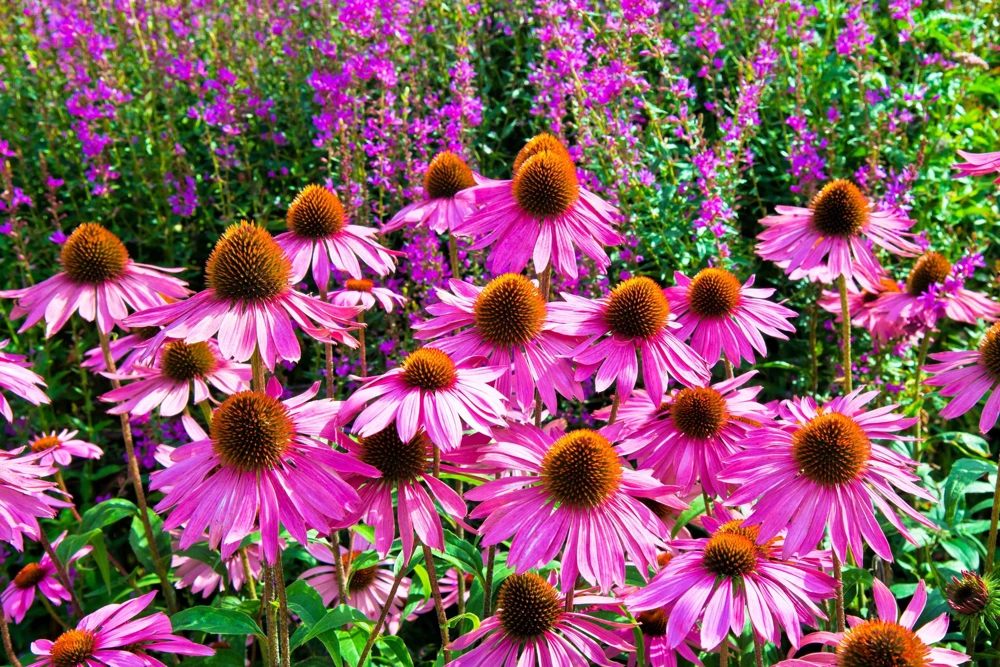 1000 Bright Star Coneflower Seeds - Echinacea Purpurea Lavender Pink Flower Seeds for Garden - Image 3